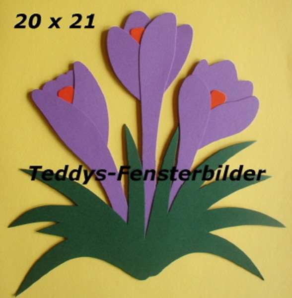 Krokusse flieder