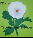 Stiefmütterchen weiß